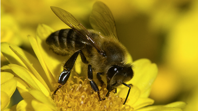 Miniaturka artykułu Komunikat o ochronie pszczół