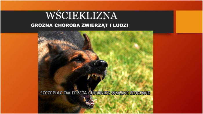 Miniaturka artykułu WŁAŚCICIELU ZWIERZĄT DOMOWYCH! SZCZEPIENIE PSÓW PRZECIWKO WŚCIEKLIŹNIE JEST OBOWIĄZKOWE!